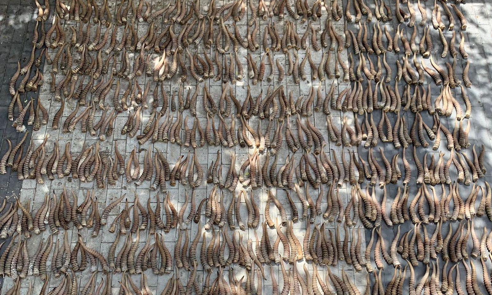 160 кг (845 даана) ашык сайгак мүйүздөрүн контрабандалык жол менен ташуу иштерине бөгөт коюлду