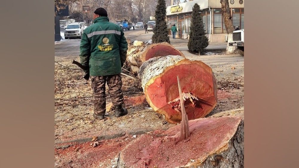Министр Акыл Токтобаев: Бир дарак кыйылса, анын ордуна беш көчөт отургузулушу керек