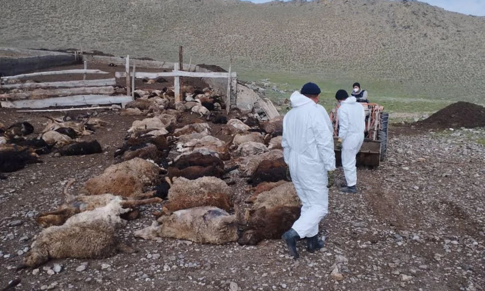 Жети-Өгүз районунун Чым-Там жайлоосунда 332 баш кой-эчки белгисиз жапайы жаныбардын кол салуусунан өлгөн.