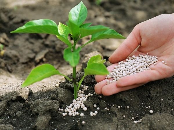 Кой жүнүнөн жасалган жер семирткич Сокулукта сыналууда