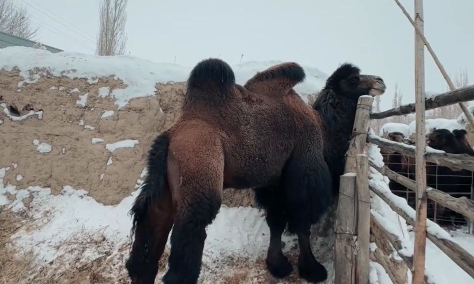 Нарын облусунда төө чарбачылыгы: 400 кгга чейин эт алуу мүмкүн