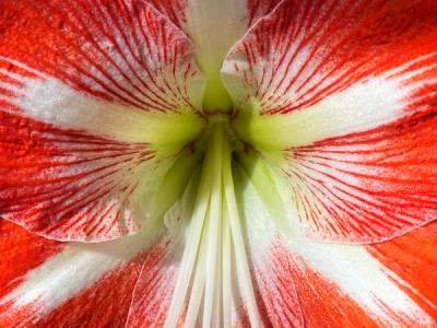 Zoe’s Amaryllis, January 2022