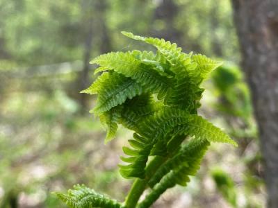 Ferns unfolding outside of Lake George, NY