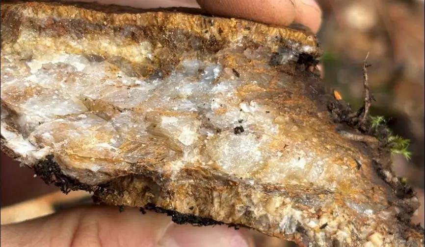 Golden Cariboo: Großen Bodenanomalien erweitern Potenzial über die Halo-Zone hinaus!