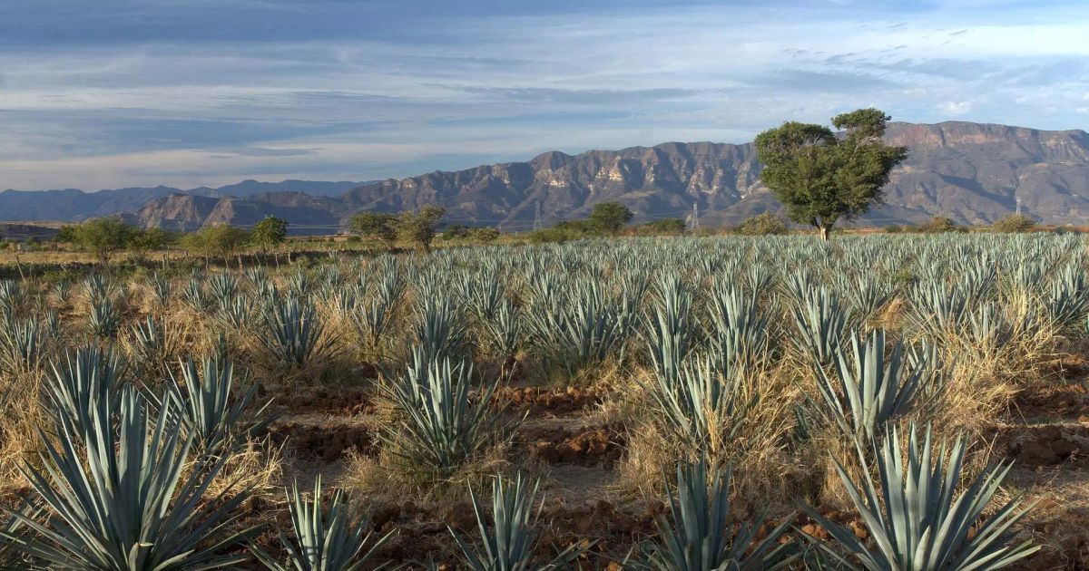 Axo Copper: Erste Ergebnisse der Phase-II-Bohrungen am La-Huerta ...