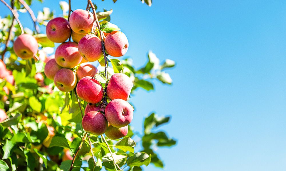 Swiss Apple Stem Cells: Nature’s Repairman