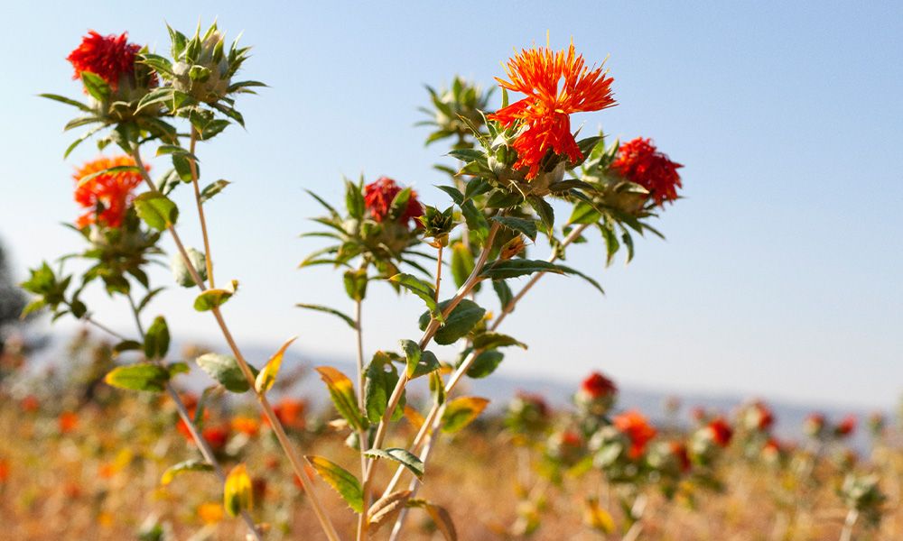 Safflower Seed Oil: Earth's Perfect Moisturizer