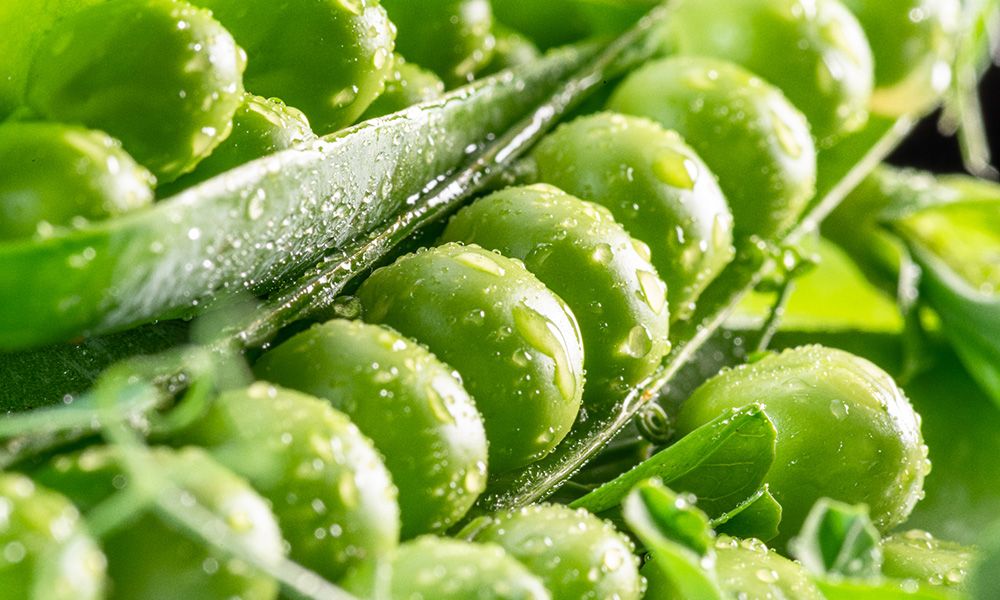 Pea Extract: An Anti-Aging Skin Conditioner