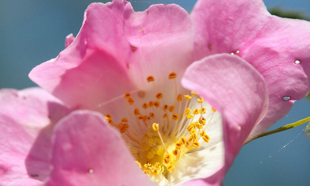 Alpine Rose: How to Rejuvenate Your Skin