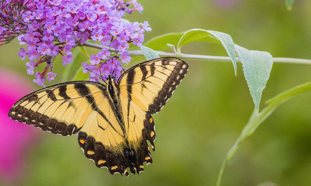 Summer Lilac: The Best Protection for Your Skin