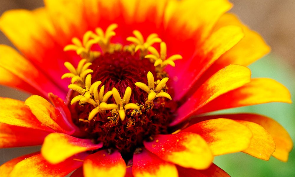 Marigold Flower Extract: An Essential for Natural Healing