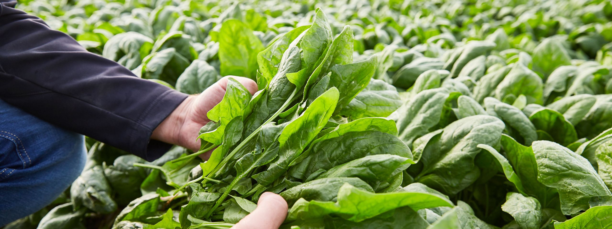 spinach