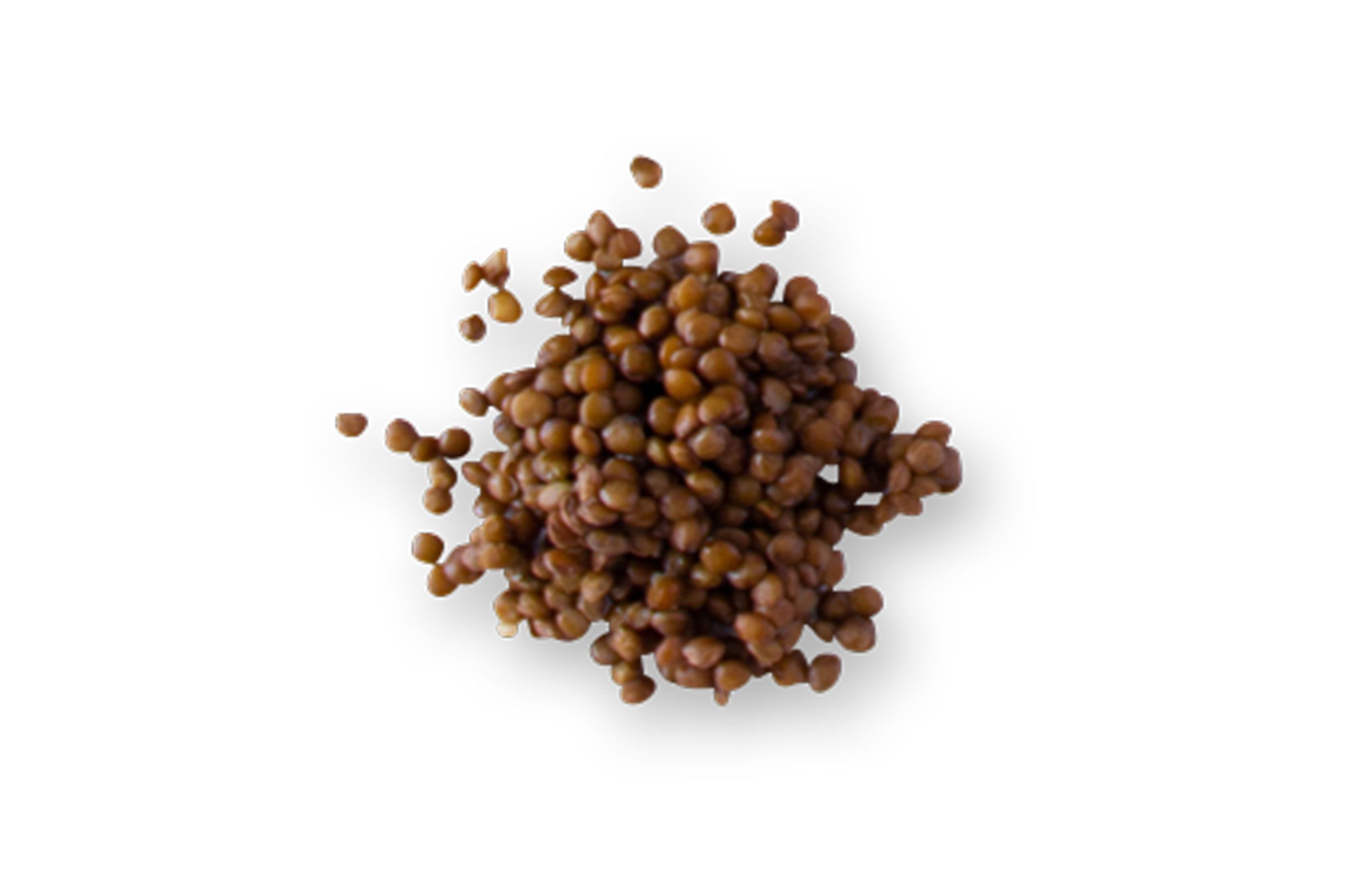 lentil