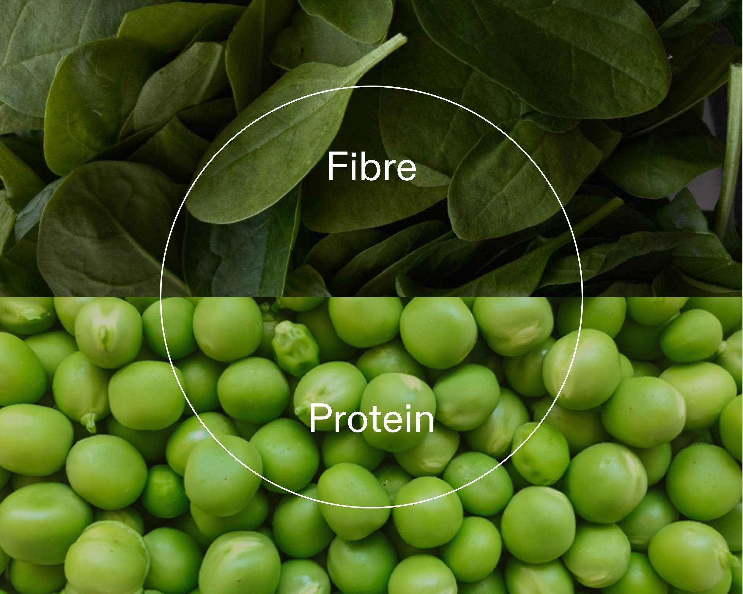 Fiber and protein