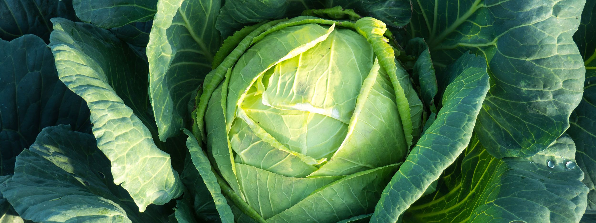 savoy cabbage