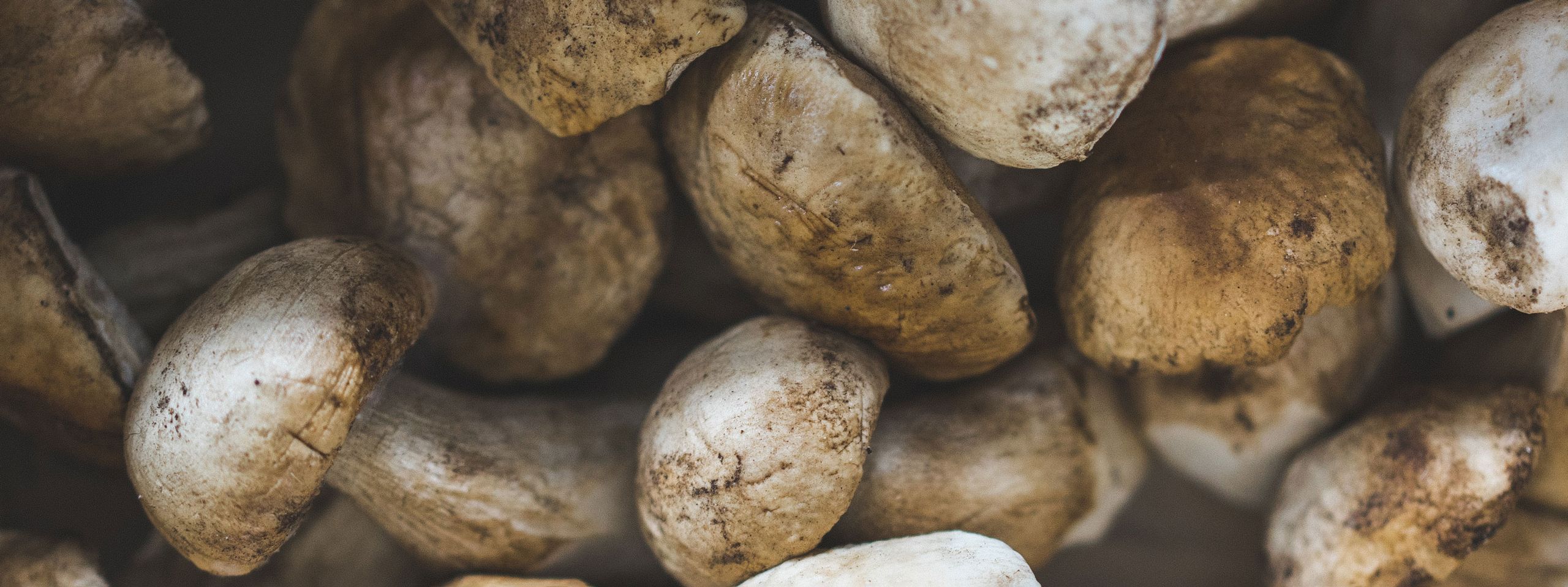 porcini