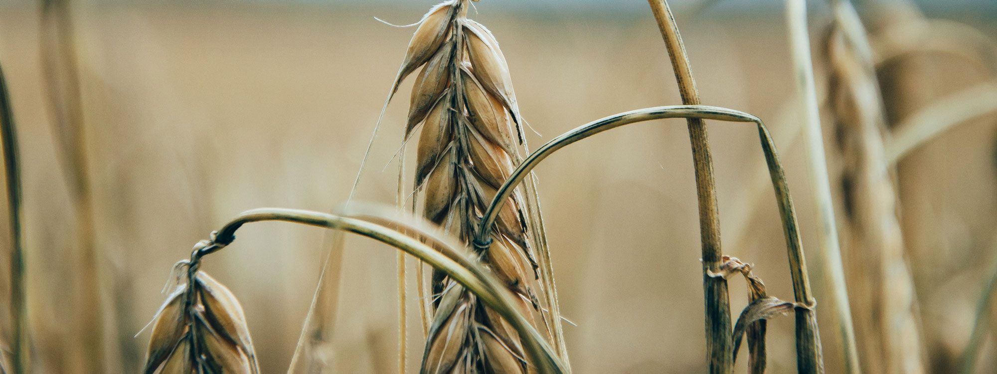 greenspelt