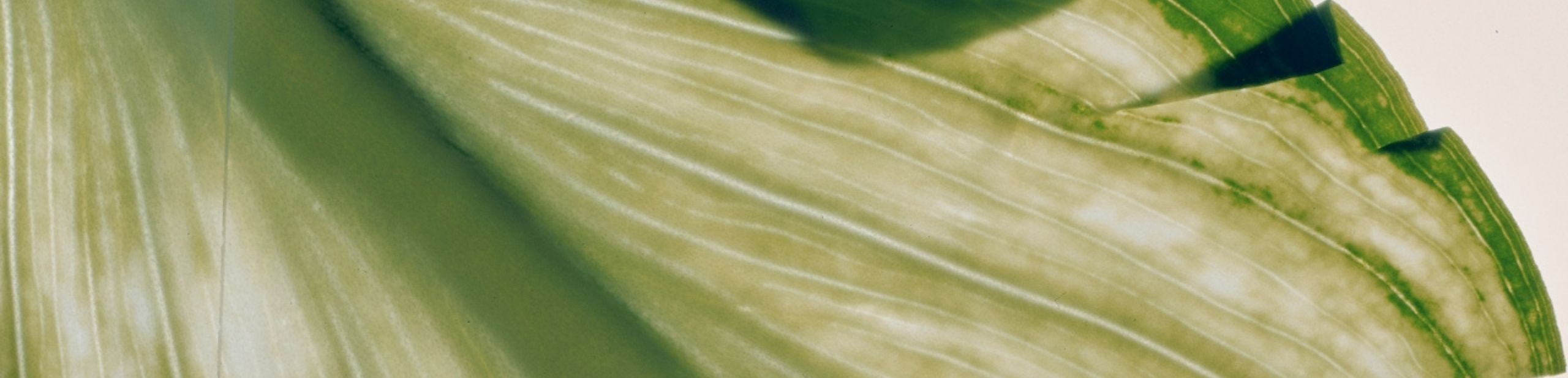 Gesund abnehmen mit einer ausgewogenen Ernährung