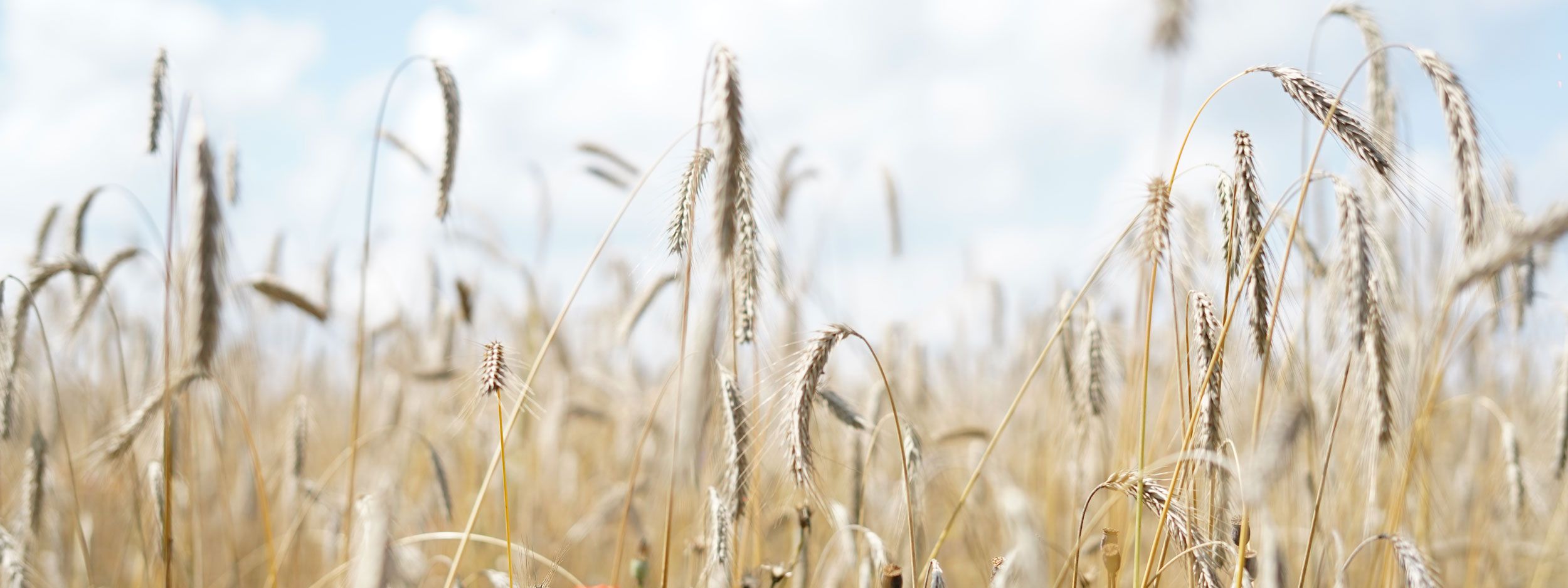 oats
