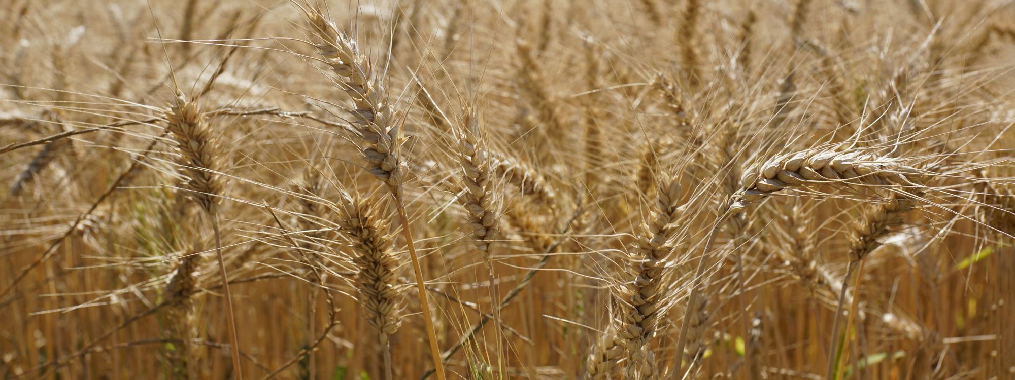Spelt