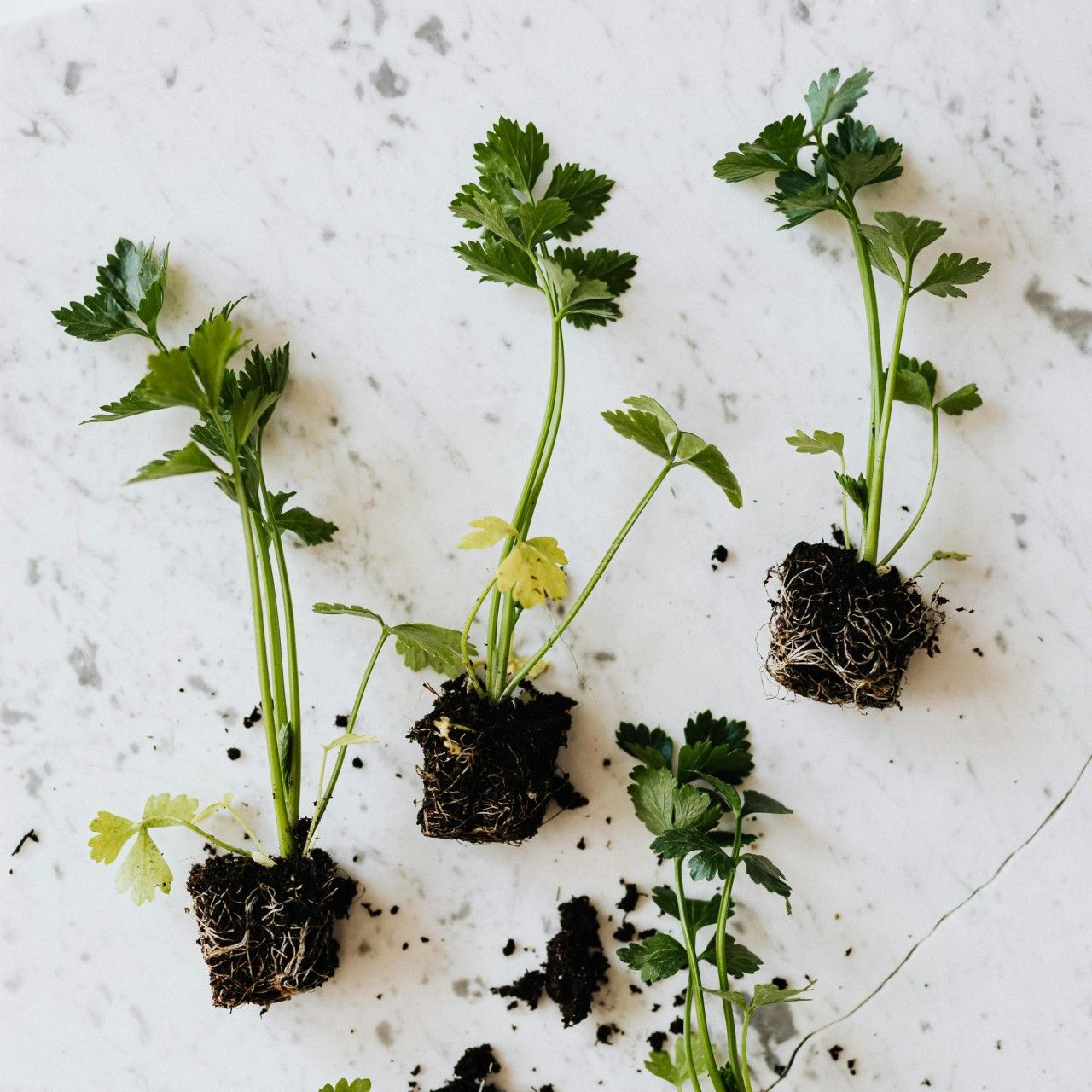 Parsley