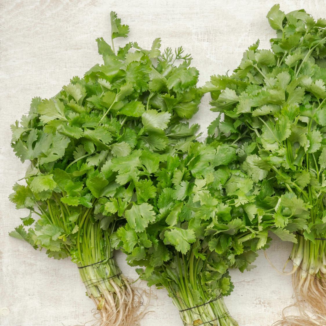 Cilantro