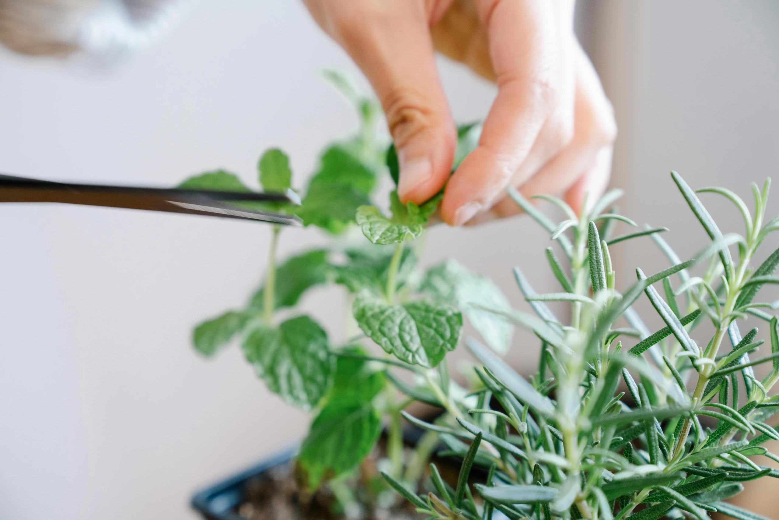 A person is cutting of a piece of mint.