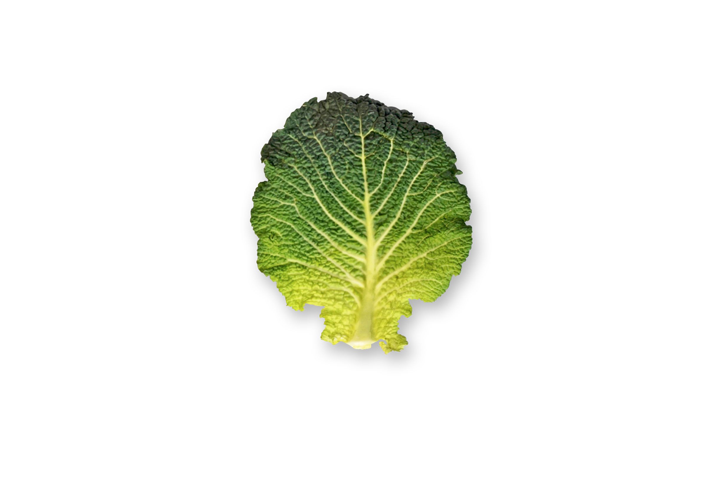 savoy cabbage