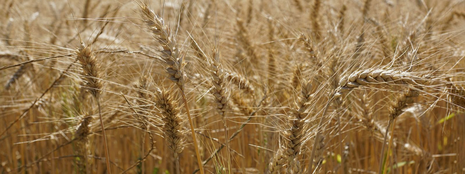 Dinkel Herkunft, Nährstoffe & Gerichte Every Foods Every
