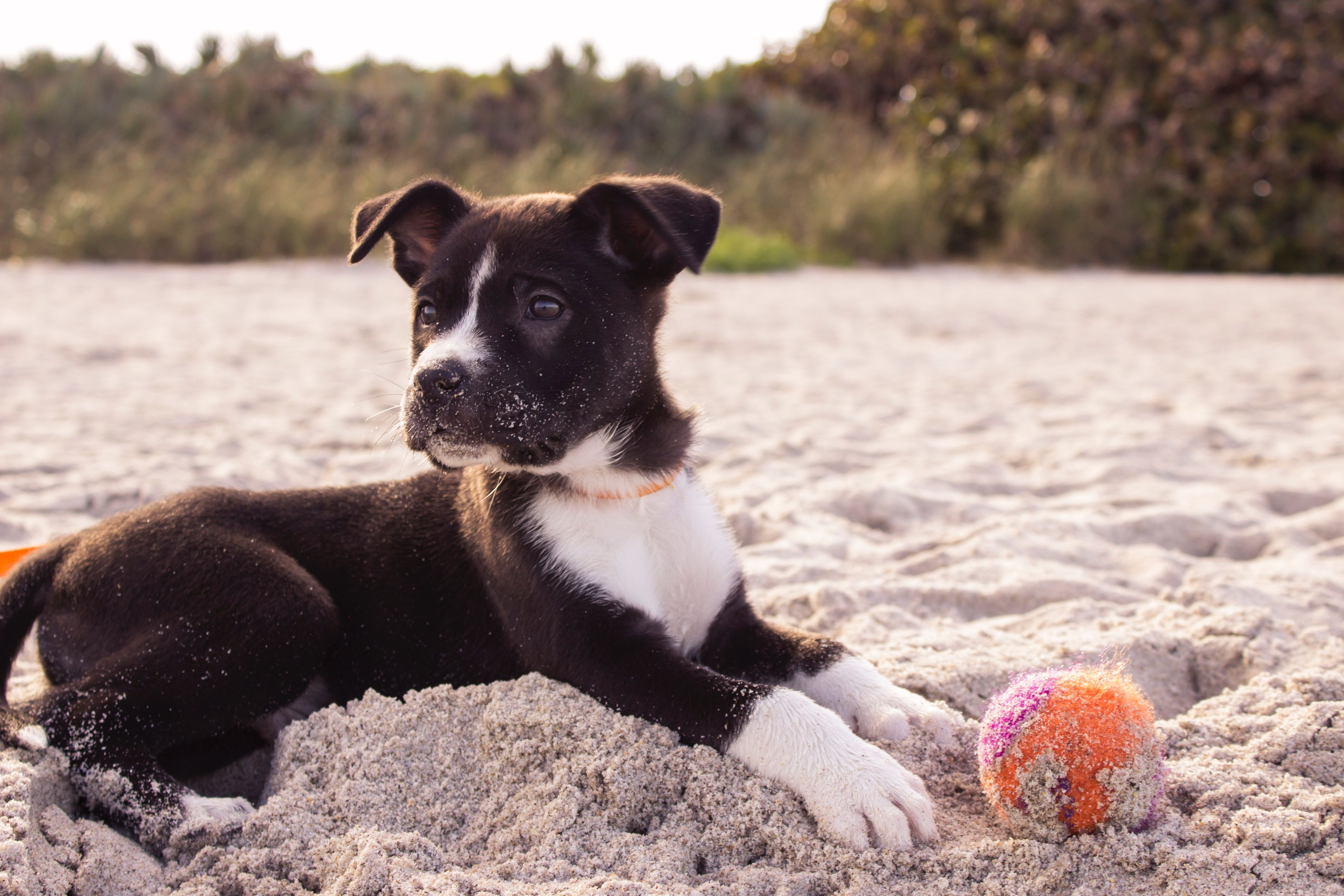 Are You Making Any of These Common Puppy Mistakes?
