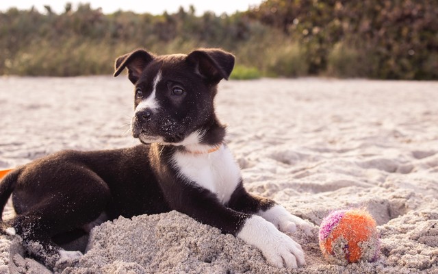 Are You Making Any of These Common Puppy Mistakes?