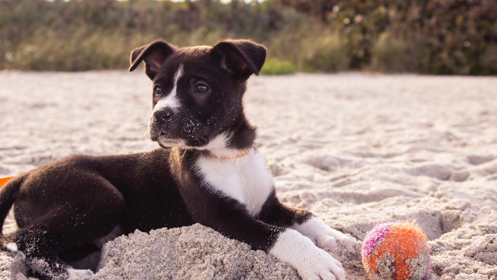 Are You Making Any of These Common Puppy Mistakes?