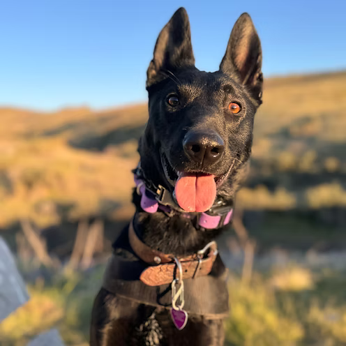 Twyla