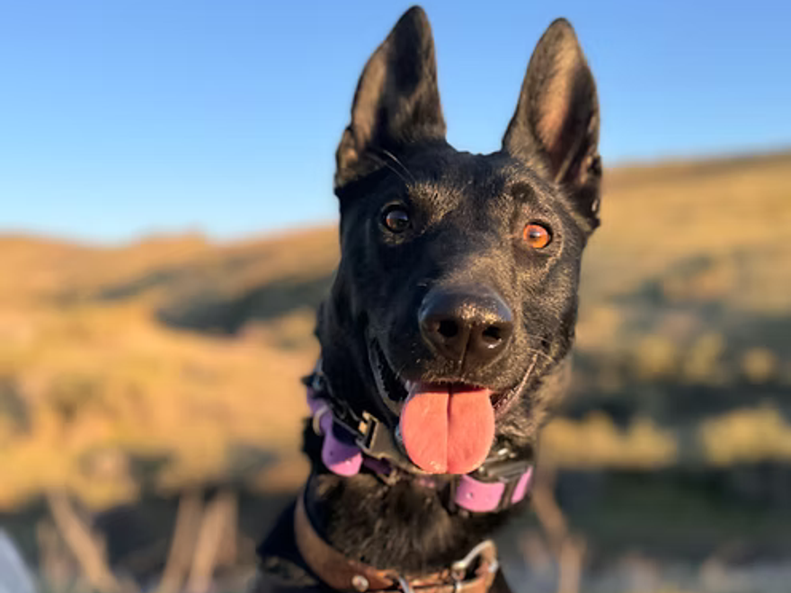Twyla
