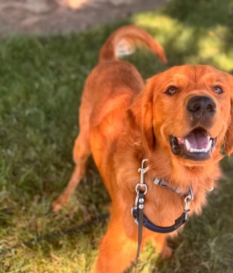 Golden looking up