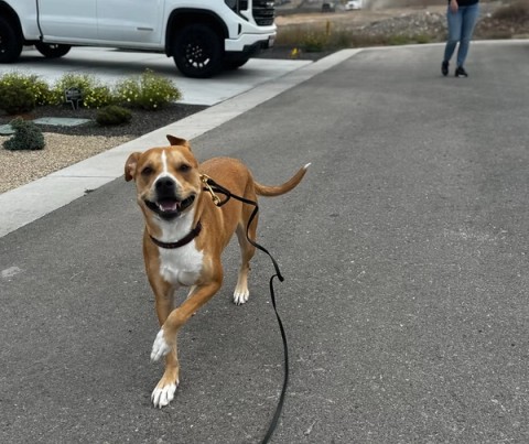 happy pit bull mix running