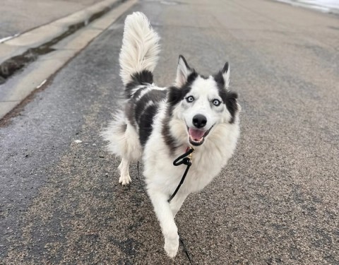 husky dog running
