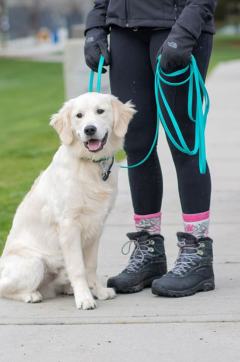 Owner standing with their dog