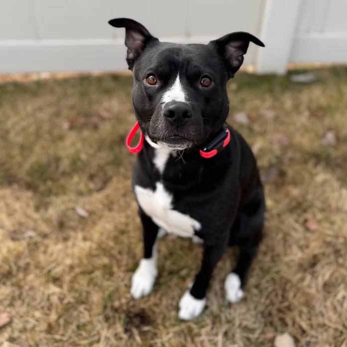 Oliver