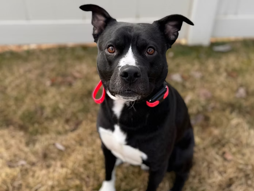 Oliver