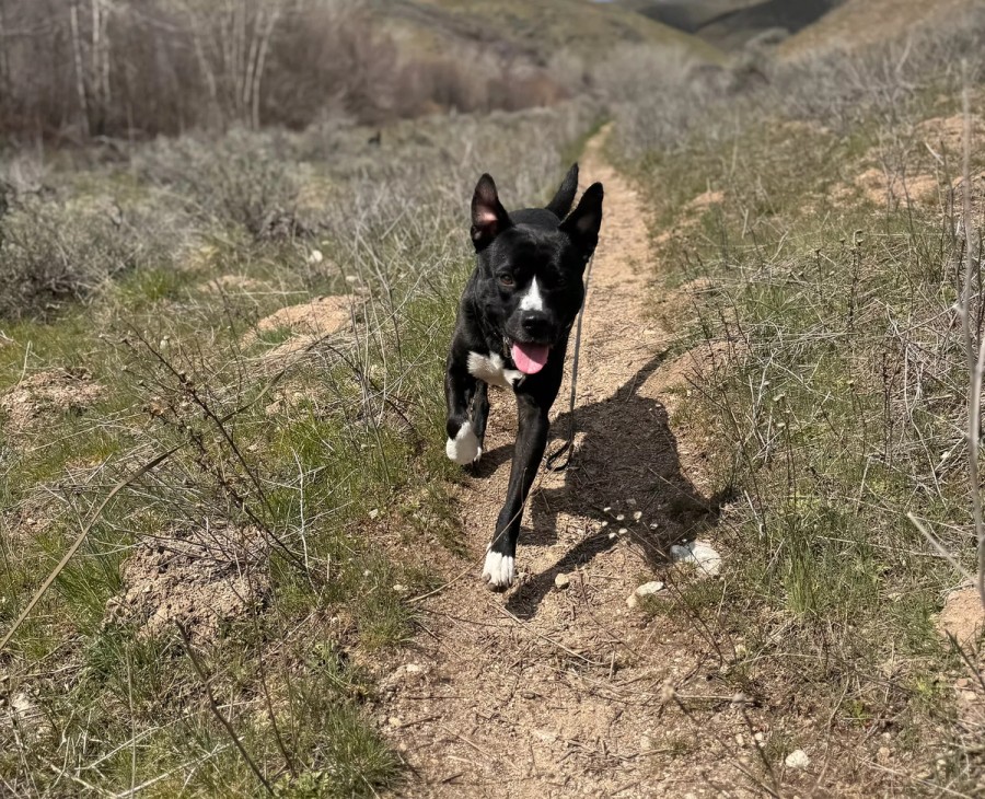 happy black dog running on trail