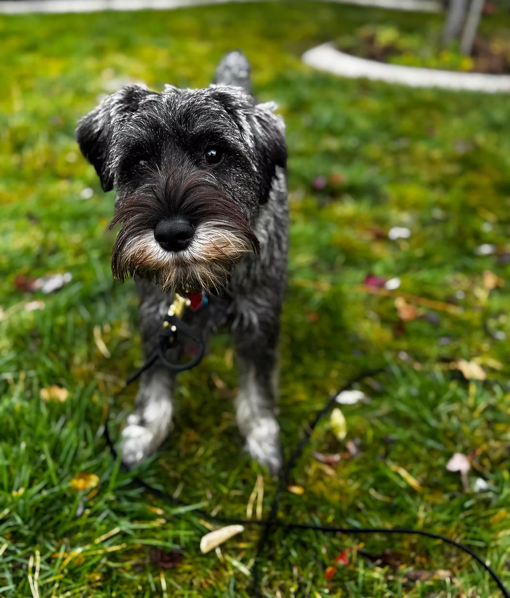 Board and Train dog training with Mountain Spirit K9