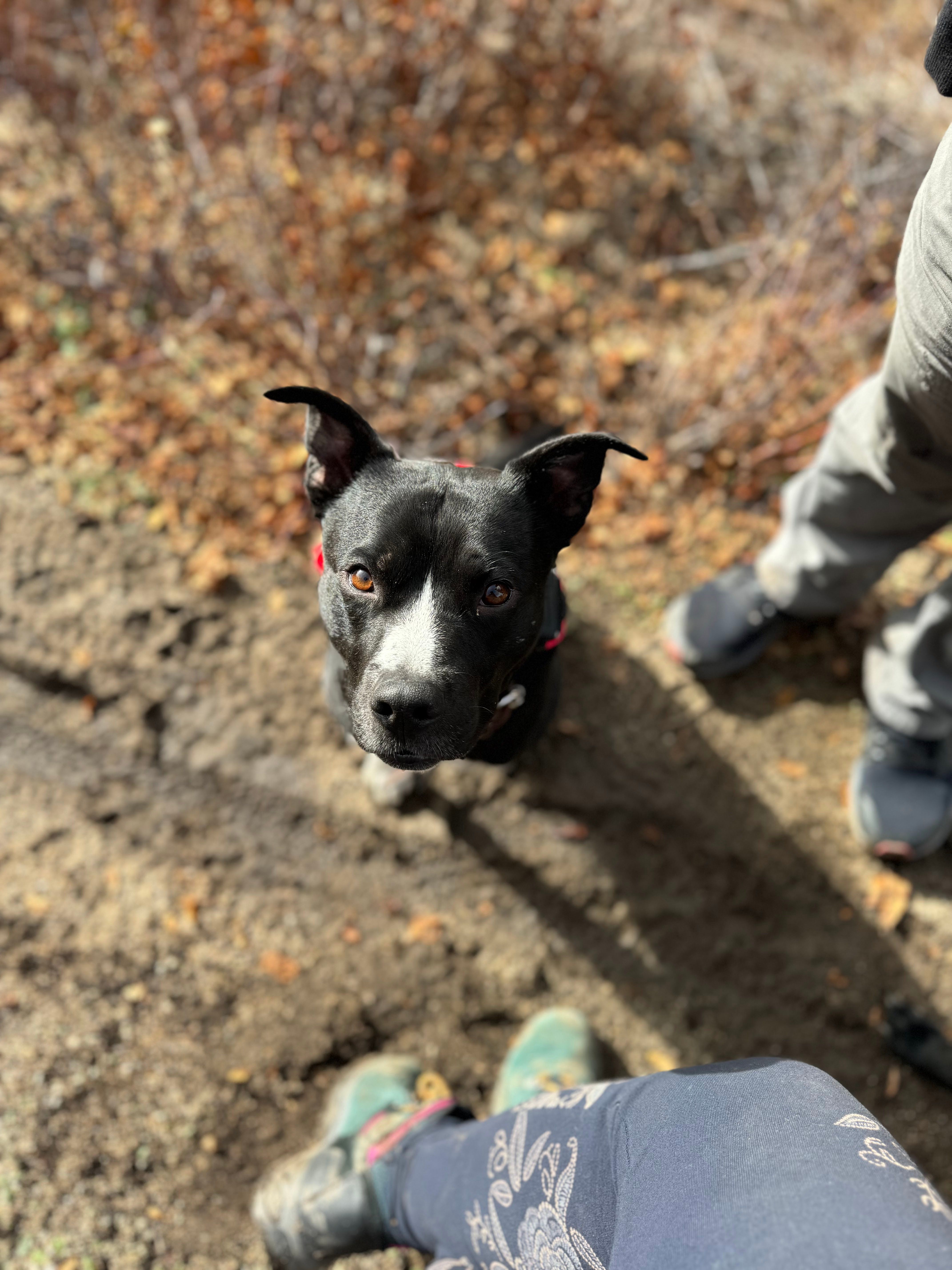 8 Things to Consider Before Using Food During Your Dog’s Training Session