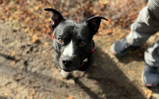 8 Things to Consider Before Using Food During Your Dog’s Training Session