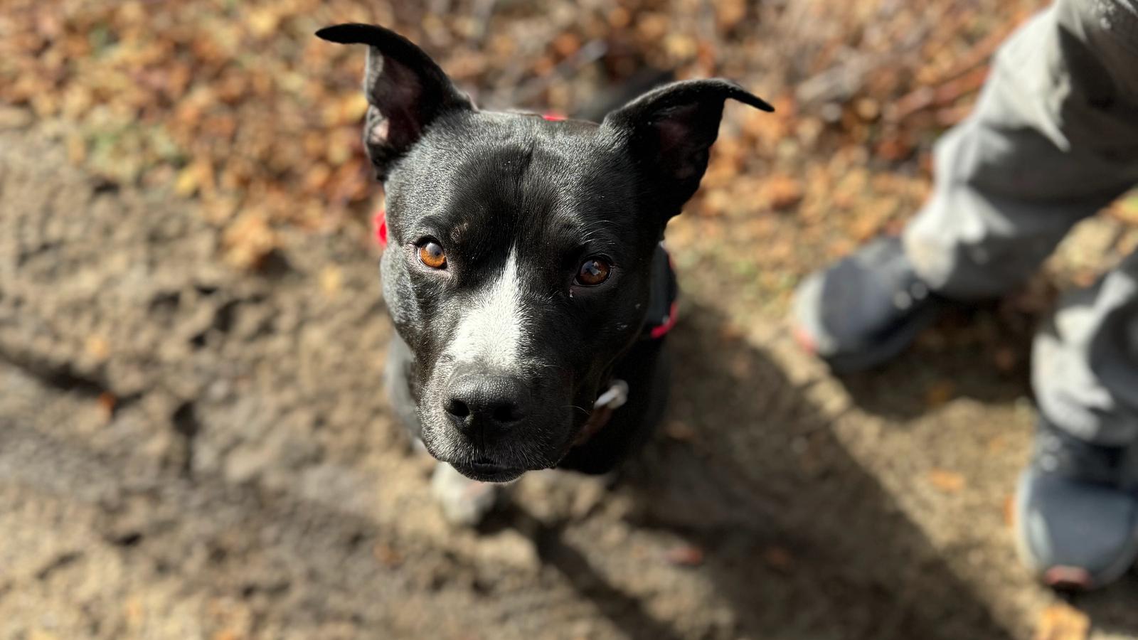 8 Things to Consider Before Using Food During Your Dog’s Training Session
