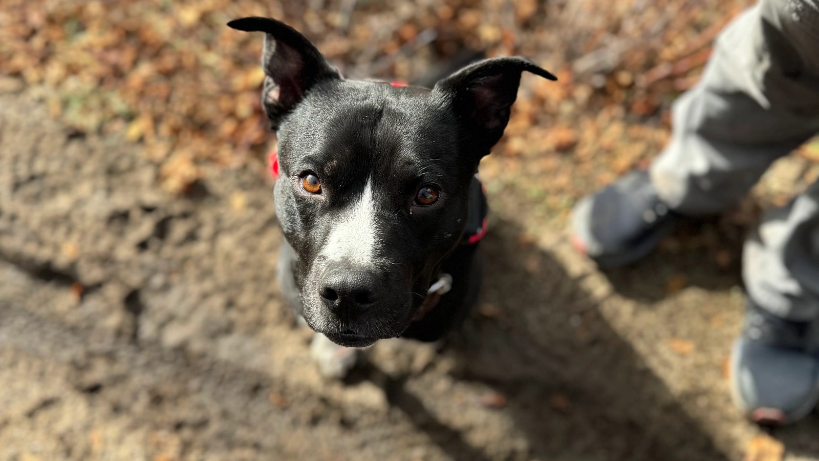 8 Things to Consider Before Using Food During Your Dog’s Training Session