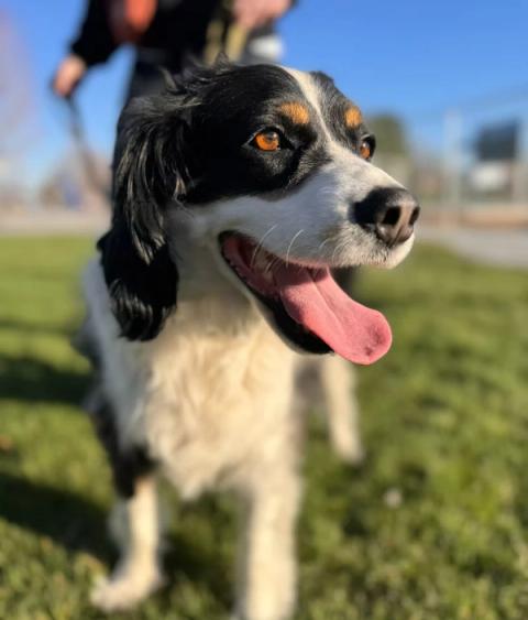 Happy dog