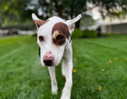 dog in field