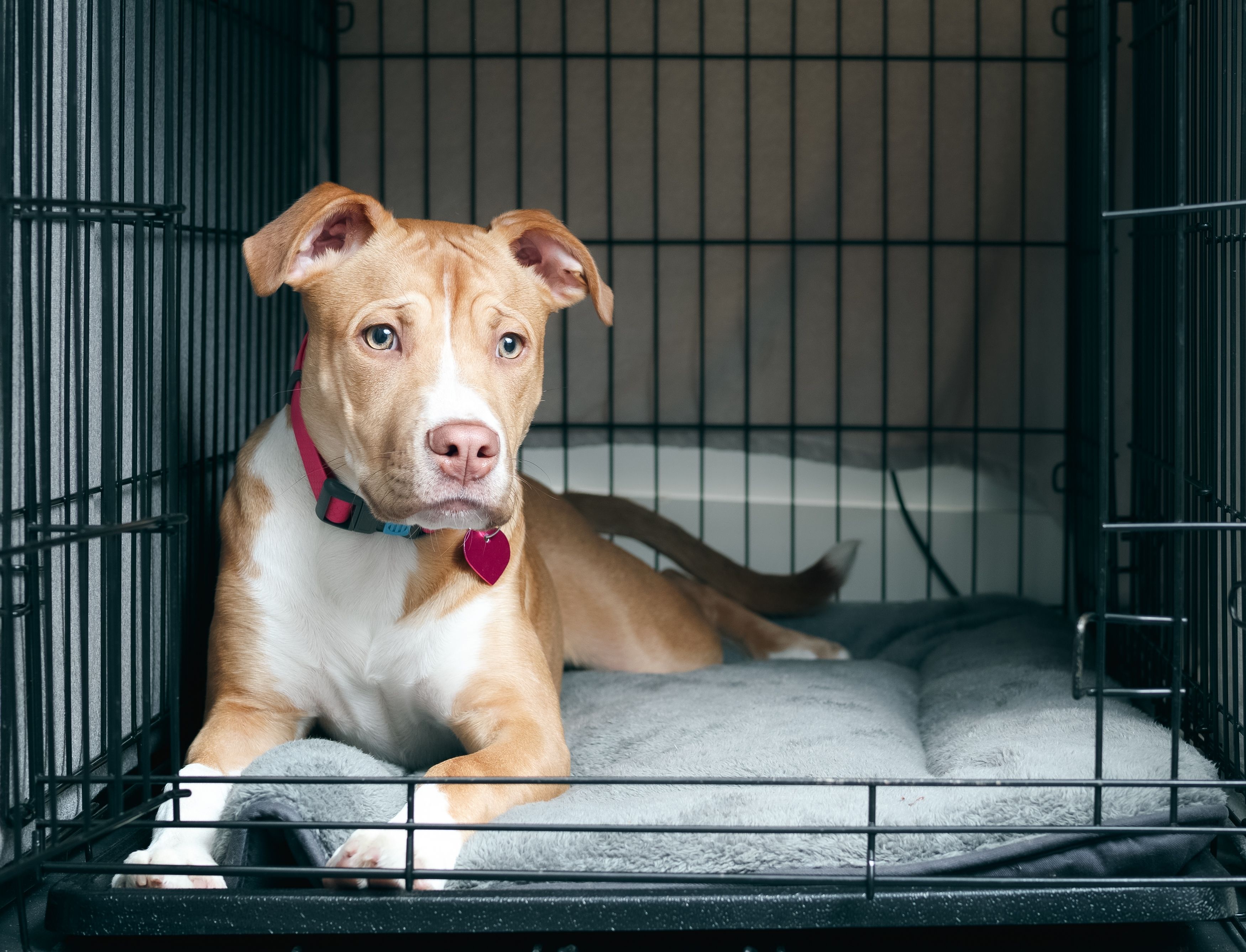 TOP 10 Reasons I Crate Train as a Balanced Dog Trainer & Dog Owner