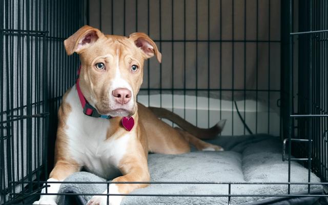 TOP 10 Reasons I Crate Train as a Balanced Dog Trainer & Dog Owner